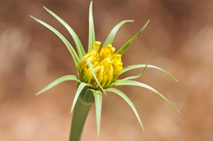 Yellow Salsify bracts or phyllaries surrounding the heads are lanceolate and extend beyond the outer, shorter florets, making the flowers look larger as shown in the photo. Tragopogon dubius